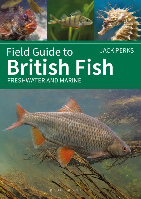 Field Guide to British Fish : Freshwater and Marine-9781399412254