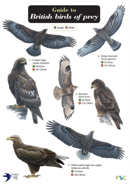 Guide to British Birds of Prey-9781851532827