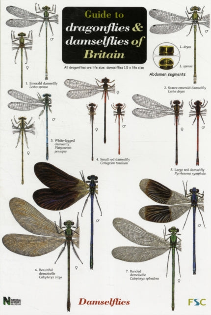 Guide to the Dragonflies and Damselflies of Britain : No. 53-9781851538638